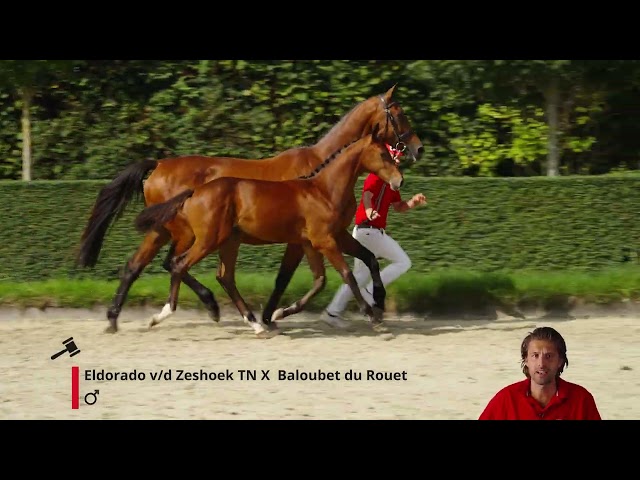 Eros S Z