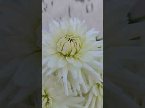 Fahlia My Love #dahlias #flowers #flowerarrangement #garden #gardenflowers #gardenplants  #floral