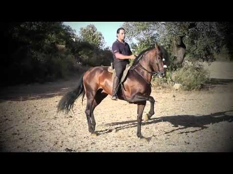 4 Andalusian PRE stallions for sale