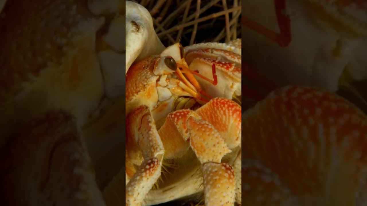 Herbert the Hermit Crab