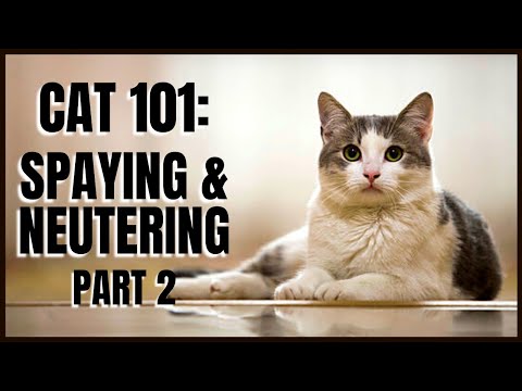 Cat 101: Spaying & Neutering (Part 2)