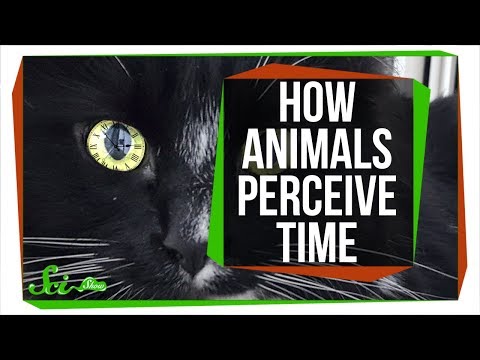 For Some Animals, The World Moves in Slow-Motion