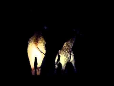 Giraffes at night