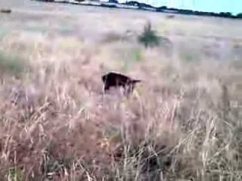 CAZA de CODORNIZ. Kai y Ying «Vintage»(V) – bonviedro.com