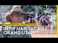 ADVENTURE THROUGH THE ORANG UTAN HABITAT OF KALIMANTAN NATIONAL GEOGRAPHIC INDONESIA