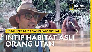 Download lagu ADVENTURE THROUGH THE ORANG UTAN HABITAT OF KALIMANTAN | NATIONAL GEOGRAPHIC INDONESIA mp3