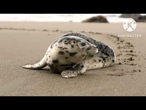 seal on the beach #beach #shorts #viral #seal