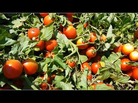 , title : 'Tomato LALIN F1 Best open field tomato variety'