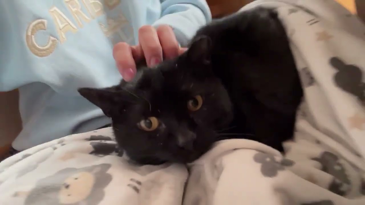 Enlarge Coal FIV+, a Adoptable Domestic Short Hair in St. Paul, MN video 6/6