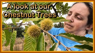 A walk through our Chestnut Orchard - A 2025 Chestnut Orchard Update