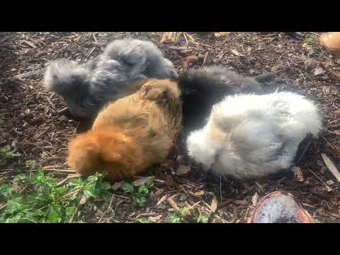 Silkie chickens taking a dust bath in wood chips