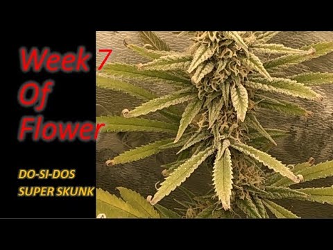 Week 7 of flower of Do-si-dos topped #dosidos #superskunk #marshydro #FC4800 #autopot #coco #topped