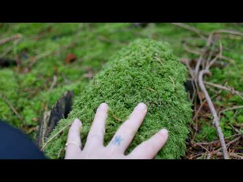 Shearwater - Xenarthran [OFFICIAL VIDEO]