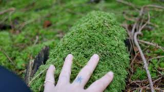 Shearwater – “Xenarthran”