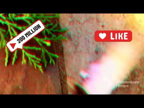 The worst fossil reconstruction ever if it was alive the Magdeburg unicorn