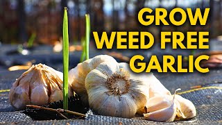 How to Plant Garlic Weed Free Using Special Soaking Recipe