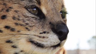 preview picture of video 'The Cheetah Experience Bloemfontein, South Africa'