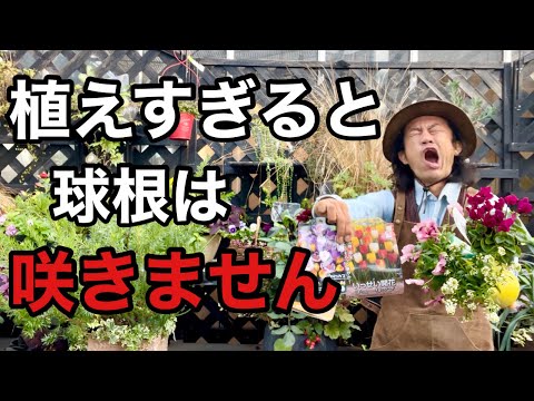 ガラスの中の球根: こうやって植物を育てます トピックス