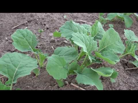 105. Feldexkursion: Rapsaufgang bundesweit - größer können die Unterschiede nicht sein!