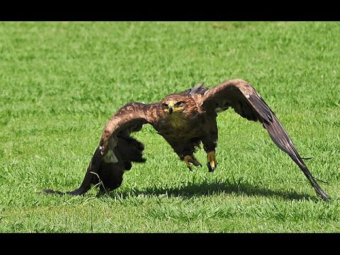 Spanish Imperial Eagle — Aquila adalberti — Doñana