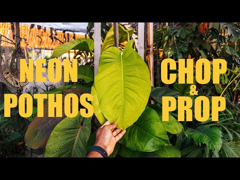 Chopping My GIANT NEON POTHOS | Chop and Repot!