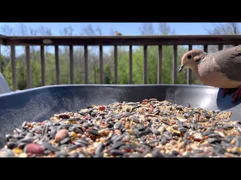 Mourning doves feeding