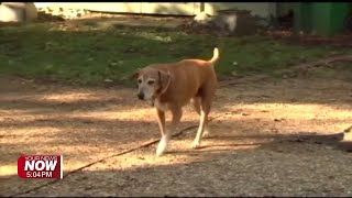 Avery’s Law to increase penalties for owners of dangerous dogs in Ohio