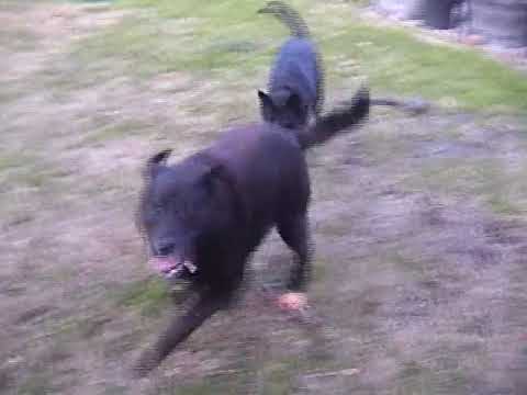 Chuck Silverman - Murray Spivack technique lesson