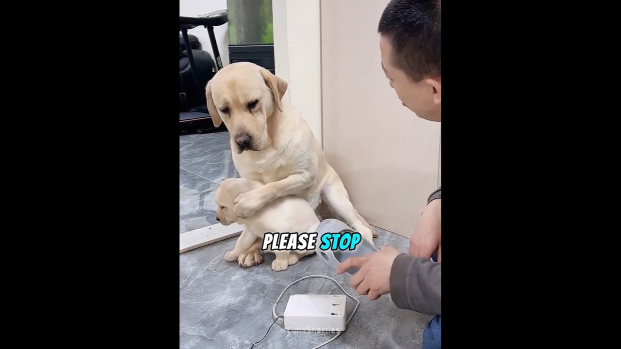 Puppy Under Mother’s Protection 🐕🤱 #Shorts