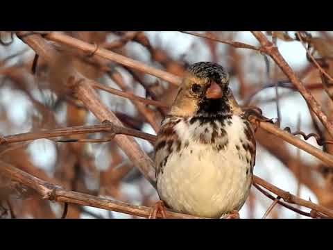 Strnádlik bradatý (Zonotrichia querula) — spev a hlas v prírode