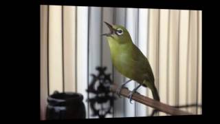 Download lagu Masteran Burung Pleci Isian Kenari, Gereja Tarung, Cililin, Ciblek  Agar Pleci Ngerol dan Nembak mp3