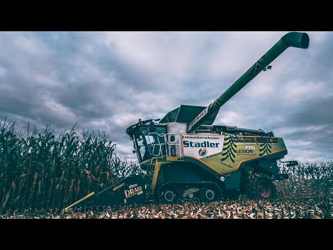 Maisdreschen mit Lohnunternehmen Stadler [Claas Lexion 770 TT]