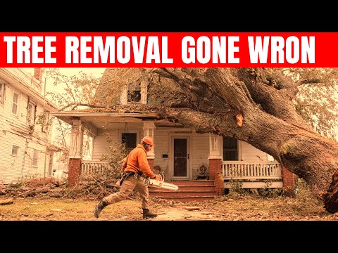 Idiots Cutting Trees With Chainsaws | Tree Falling & Chainsaw Fails Part 2