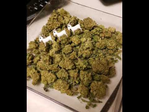 Rasta Riz ft MLP Flex - GOAT