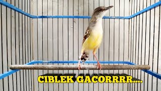 Download lagu CIBLEK GACOR SUARA KERAS TOP BANGET BUAT MASTERAN‼️ mp3 Download lagu CIBLEK GACOR SUARA KERAS TOP BANGET BUAT MASTERAN‼️ mp3