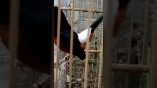 Download lagu murai batu jantan memanggil betina mp3