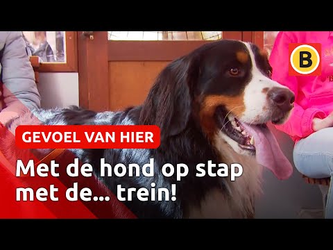 Berner Sennenhonden nemen Oisterwijk over | Omroep Brabant