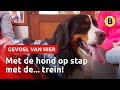 Berner Sennenhonden nemen Oisterwijk over | Omroep Brabant