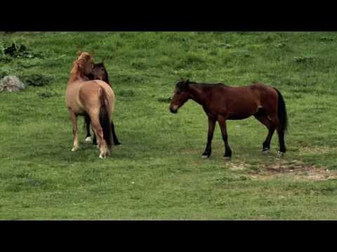 The Beauty of nature and horses songforevanvideo m4v