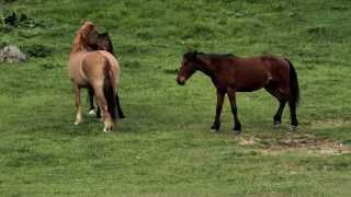 The Beauty of nature and horses songforevanvideo m4v