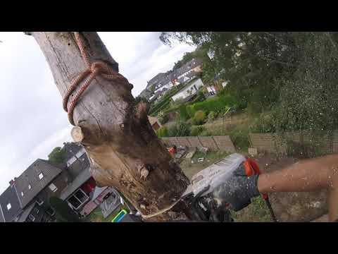 Tannenfällung mit der Seilklettertechnik