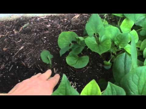 download lagu mp3 mp4 Fish Mint Herb Benefits, download lagu Fish Mint Herb Benefits gratis, unduh video klip Fish Mint Herb Benefits