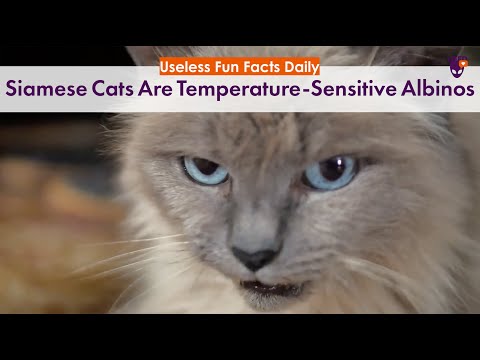 Siamese Cats are Temperature-Sensitive Albinos