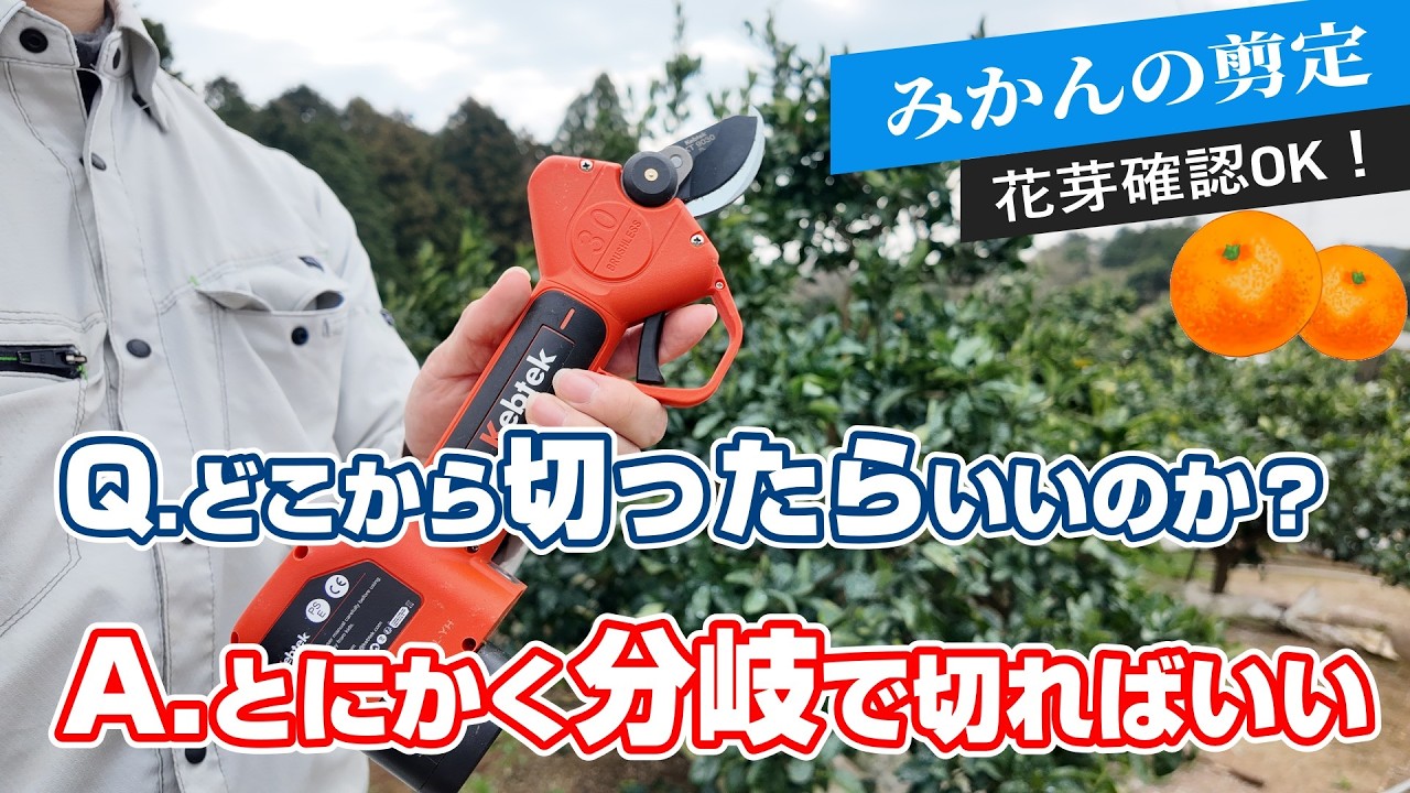 【4月上旬】みかんの剪定は分岐から切るのが基本！