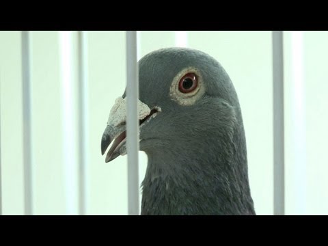 Belgian racing pigeons lure rich Chinese aficionados