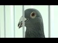 Belgian Racing Pigeons Lure Rich Chinese Aficionados