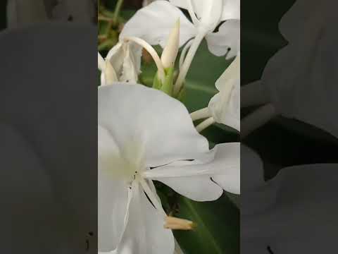 Flowers 😍#newsong2022 #shortvideo #viral #shorts #trendingshorts