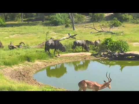 Djuma: Wildebeest and Impala herds enjoying the morning together - 07:52 - 02/11/19