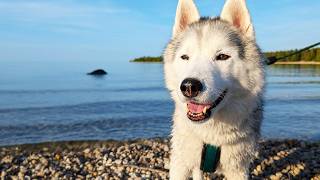 Will My Husky go Swimming In this GIANT Lake?