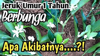 Download lagu Cara Merawat Jeruk Umur 1 Tahun yang Berbunga mp3